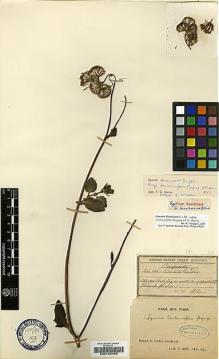 Type specimen at Edinburgh (E). Bon, Henri: . Barcode: E00188466.