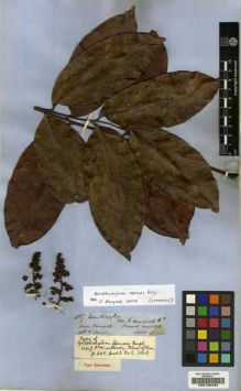 Type specimen at Edinburgh (E). Spruce, Richard: 4187. Barcode: E00188493.