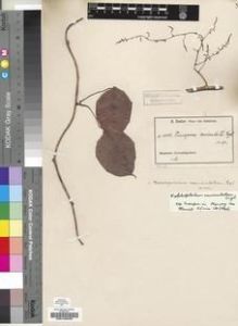 Type specimen at Edinburgh (E). Zenker, Georg: 1003. Barcode: E00189085.