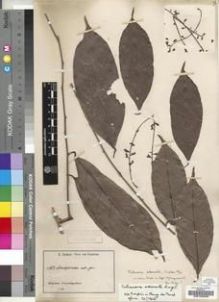 Type specimen at Edinburgh (E). Zenker, Georg: 1607. Barcode: E00189086.