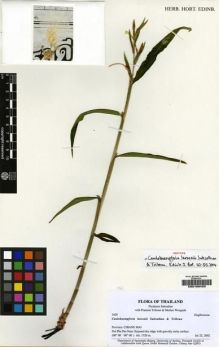 Type specimen at Edinburgh (E). Suksathan, Piyakaset: 3429. Barcode: E00189420.