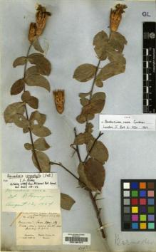 Type specimen at Edinburgh (E). Gardner, George: 4268. Barcode: E00190197.