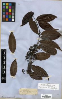Type specimen at Edinburgh (E). Spruce, Richard: 1927. Barcode: E00190448.
