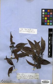 Type specimen at Edinburgh (E). Spruce, Richard: 2709. Barcode: E00190449.