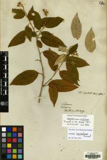 Type specimen at Edinburgh (E). Hartweg, Karl: 1299. Barcode: E00190675.