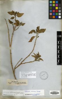 Type specimen at Edinburgh (E). Schimper, Georg: 838. Barcode: E00190676.
