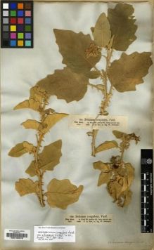 Type specimen at Edinburgh (E). Schimper, Georg: 786. Barcode: E00190678.