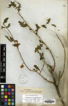 Type specimen at Edinburgh (E). Schimper, Georg: 962. Barcode: E00190681.