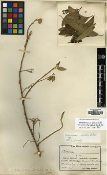 Type specimen at Edinburgh (E). Scheffler, G: 39. Barcode: E00190689.