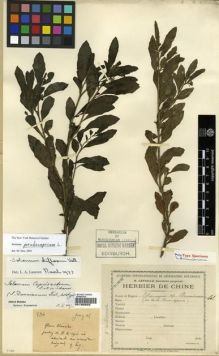 Type specimen at Edinburgh (E). Esquirol, Joseph: 536. Barcode: E00190692.
