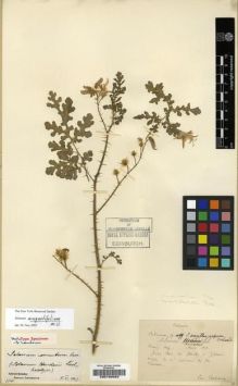 Type specimen at Edinburgh (E). Bodinier, Emile: . Barcode: E00190693.