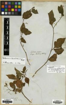Type specimen at Edinburgh (E). Cuming, Hugh: 649. Barcode: E00190695.