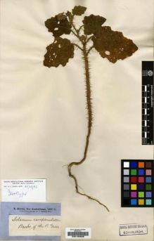 Type specimen at Edinburgh (E). Brown, Robert: . Barcode: E00190696.
