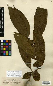 Type specimen at Edinburgh (E). von Türckheim, Hans: 59. Barcode: E00190705.