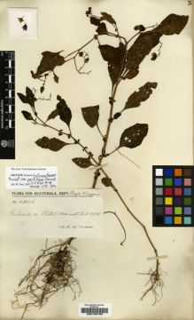 Type specimen at Edinburgh (E). von Türckheim, Hans: 2316. Barcode: E00190706.