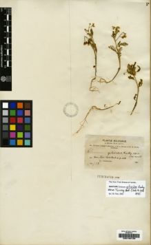 Type specimen at Edinburgh (E). Bang, Miguel: 938. Barcode: E00190739.