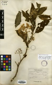 Type specimen at Edinburgh (E). Bang, Miguel: 1151. Barcode: E00190740.