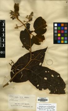Type specimen at Edinburgh (E). Rusby, Henry: 773. Barcode: E00190757.
