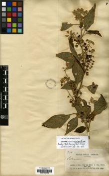 Type specimen at Edinburgh (E). Rusby, Henry: 776. Barcode: E00190758.