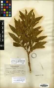 Type specimen at Edinburgh (E). Bang, Miguel: 972. Barcode: E00190762.