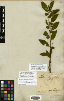 Type specimen at Edinburgh (E). Schiede, Christian: . Barcode: E00190856.