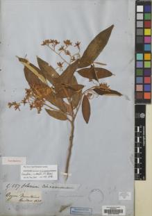 Type specimen at Edinburgh (E). Gardner, George: 557. Barcode: E00190908.