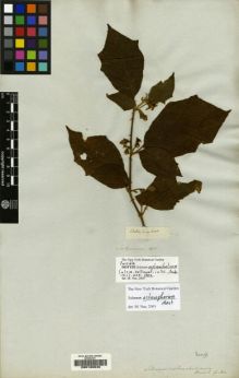 Type specimen at Edinburgh (E). Saltzmann: . Barcode: E00190946.