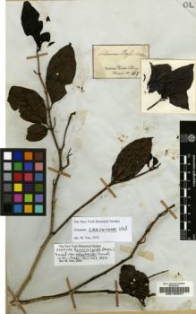 Type specimen at Edinburgh (E). Martius, Carl: 167. Barcode: E00190947.