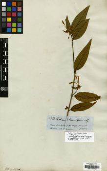 Type specimen at Edinburgh (E). Spruce, Richard: 2974. Barcode: E00190952.