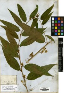 Type specimen at Edinburgh (E). Martius, Carl: 243. Barcode: E00190953.