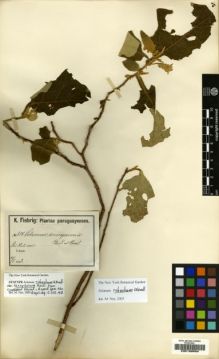 Type specimen at Edinburgh (E). Fiebrig, Karl: . Barcode: E00190954.