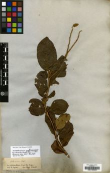 Type specimen at Edinburgh (E). Spruce, Richard: . Barcode: E00190959.