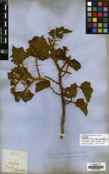 Type specimen at Edinburgh (E). Gardner, George: 1985. Barcode: E00190960.