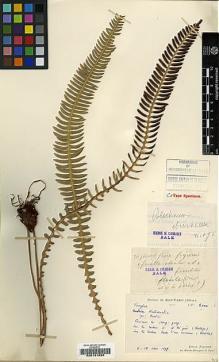 Type specimen at Edinburgh (E). Bodinier, Emile: 2000. Barcode: E00191694.