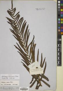 Type specimen at Edinburgh (E). Cuming, Hugh: 305. Barcode: E00191698.