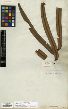 Type specimen at Edinburgh (E). Wallich, Nathaniel: 2172. Barcode: E00191798.