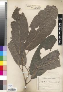 Type specimen at Edinburgh (E). Zenker, Georg: 1084. Barcode: E00193028.