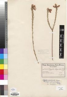 Type specimen at Edinburgh (E). Schlechter, Friedrich: 9649. Barcode: E00193038.