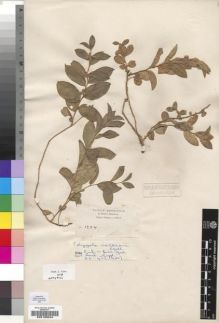 Type specimen at Edinburgh (E). Schimper, Georg: 1224. Barcode: E00193044.