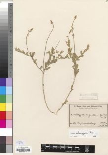 Type specimen at Edinburgh (E). Baum, Hugo: 5331. Barcode: E00193049.