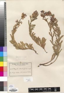 Type specimen at Edinburgh (E). Baum, Hugo: 704. Barcode: E00193052.