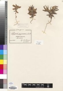 Type specimen at Edinburgh (E). Stuhlmann, Franz: 3959. Barcode: E00193053.