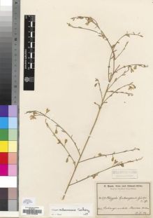Type specimen at Edinburgh (E). Baum, Hugo: 287. Barcode: E00193056.