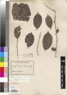 Type specimen at Edinburgh (E). Zenker, Georg: 2219. Barcode: E00193065.