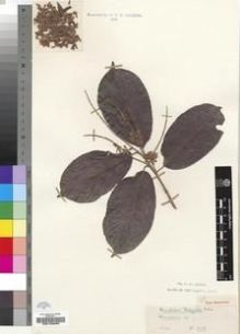 Type specimen at Edinburgh (E). Dalziel, John: 1259. Barcode: E00193069.