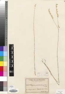 Type specimen at Edinburgh (E). Baum, Hugo: 373A. Barcode: E00193070.