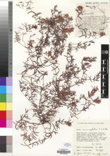 Type specimen at Edinburgh (E). Esterhuysen, Elsie: 33404. Barcode: E00193084.