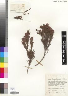 Type specimen at Edinburgh (E). Esterhuysen, Elsie: 33295. Barcode: E00193085.
