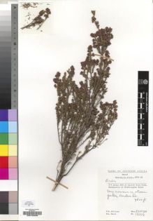 Type specimen at Edinburgh (E). Hilliard, Olive; Burtt, Brian: 13554. Barcode: E00193086.