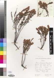 Type specimen at Edinburgh (E). Hilliard, Olive; Burtt, Brian: 9260. Barcode: E00193090.